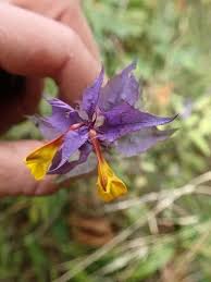 Attēlu rezultāti vaicājumam “Melampyrum nemorosum leaf”