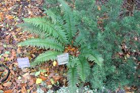 Attēlu rezultāti vaicājumam “Polystichum aculeatum”