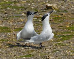 Attēlu rezultāti vaicājumam “Sterna sandvicensis adult”