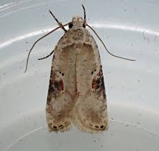 Attēlu rezultāti vaicājumam “Agonopterix alstromeriana”