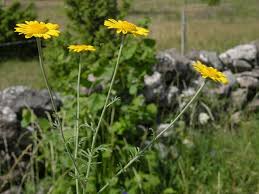 Image result for Anthemis tinctoria