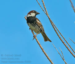 Image result for Passer hispaniolensis