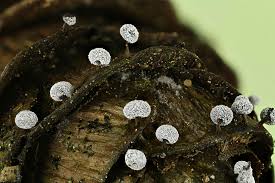 Attēlu rezultāti vaicājumam “Didymium sp.”