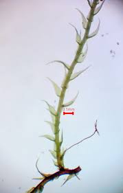 Attēlu rezultāti vaicājumam “Platydictya jungermannioides macro”