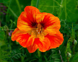 Attēlu rezultāti vaicājumam “Tropaeolum majus flower”