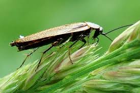 Attēlu rezultāti vaicājumam “Ectobius sylvestris male”
