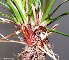 Attēlu rezultāti vaicājumam “Carex digitata fruit”