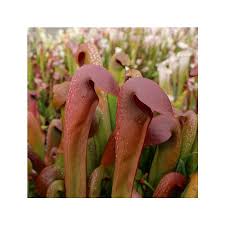 Attēlu rezultāti vaicājumam “Cribraria aurantiaca var. persoonii”