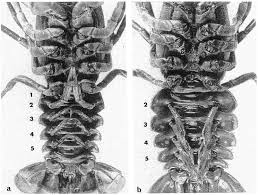 Attēlu rezultāti vaicājumam “Astacus leptodactylus”