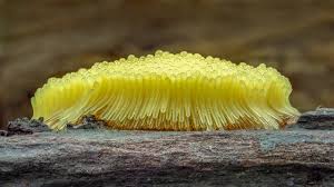 Attēlu rezultāti vaicājumam “Physarum obscurum macro”