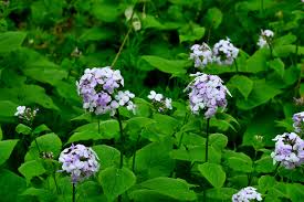 Attēlu rezultāti vaicājumam “Lunaria rediviva flower”