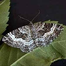 Attēlu rezultāti vaicājumam “Epirrhoe alternata”