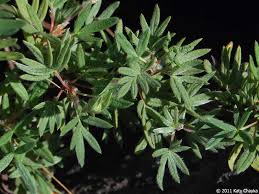 Attēlu rezultāti vaicājumam “Pentaphylloides fruticosa leaf”