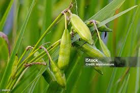 Attēlu rezultāti vaicājumam “Iris pseudacorus fruit”