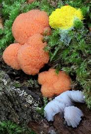 Attēlu rezultāti vaicājumam “Reticularia jurana spores”