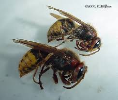 Attēlu rezultāti vaicājumam “Vespa crabro”