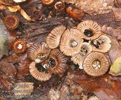 Attēlu rezultāti vaicājumam “Cyathus striatus”