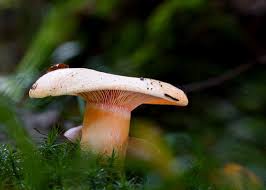 Attēlu rezultāti vaicājumam “Lactarius deterrimus”