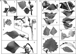 Attēlu rezultāti vaicājumam “Pemphigus borealis”