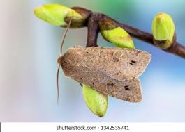 Attēlu rezultāti vaicājumam “Orthosia munda”