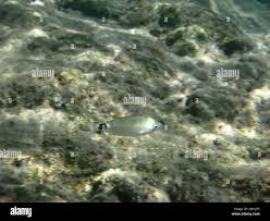 Image result for Oblada melanurus