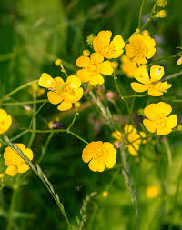 Attēlu rezultāti vaicājumam “Ranunculus repens flower”