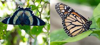 Attēlu rezultāti vaicājumam “Lepidoptera”