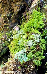 Attēlu rezultāti vaicājumam “Physcomitrium pyriforme sporophyte”