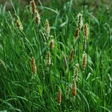 Attēlu rezultāti vaicājumam “Alopecurus pratensis fruit”