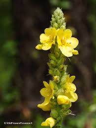 Attēlu rezultāti vaicājumam “Verbascum thapsus flower”
