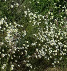 Image result for Chrysanthemum leucanthemum