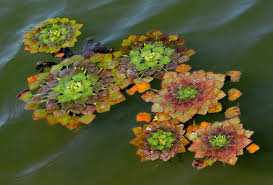 Attēlu rezultāti vaicājumam “Trapa natans”