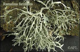 Attēlu rezultāti vaicājumam “Ramalina farinacea”