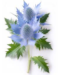 Attēlu rezultāti vaicājumam “Eryngium maritimum leaf”