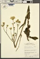 Attēlu rezultāti vaicājumam “Sonchus arvensis subsp. uliginosus fruit”