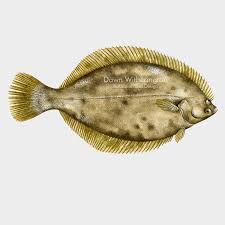 Image result for Pseudopleuronectes americanus