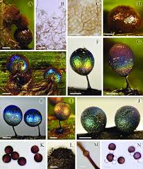 Attēlu rezultāti vaicājumam “Lamproderma arcyrioides macro”
