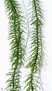 Attēlu rezultāti vaicājumam “Lycopodium annotinum”