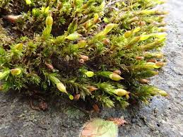 Attēlu rezultāti vaicājumam “Orthotrichum cupulatum var. riparium”