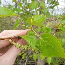 Attēlu rezultāti vaicājumam “Populus x jackii flower”