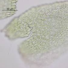 Attēlu rezultāti vaicājumam “Myurella julacea”