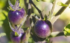 Afbeeldingsresultaat voor dark purple beefsteak tomato