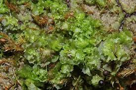 Attēlu rezultāti vaicājumam “Fossombronia wondraczekii”