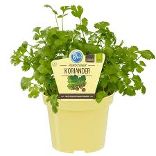 Image result for Koriander