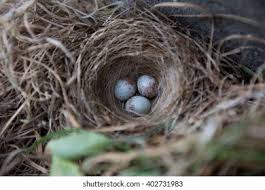 Attēlu rezultāti vaicājumam “Emberiza schoeniclus nest”