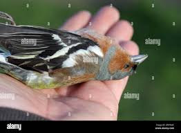 Attēlu rezultāti vaicājumam “Fringilla coelebs”