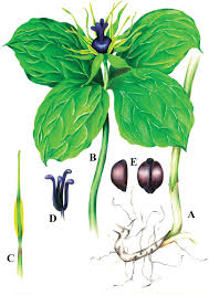 Attēlu rezultāti vaicājumam “Paris quadrifolia fruit”