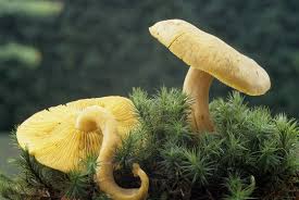 Attēlu rezultāti vaicājumam “Tricholomopsis decora”