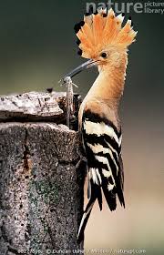 Attēlu rezultāti vaicājumam “Upupa epops adult”