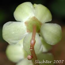 Attēlu rezultāti vaicājumam “Pyrola chlorantha flower”